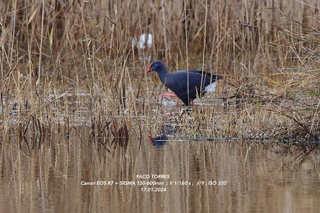 Calamón en el Remolar