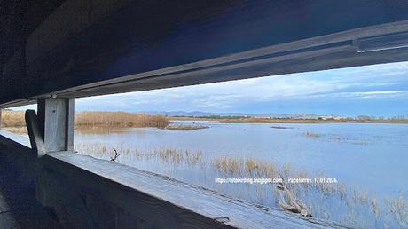 Calamón en el Remolar