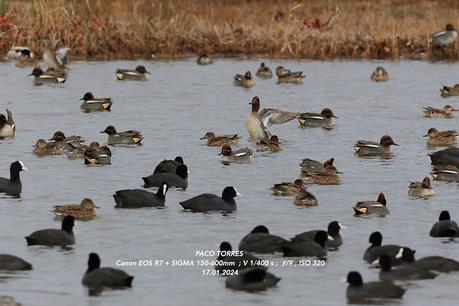 Cercetas en el Remolar