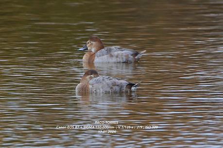 Porrones europeos ♀ y♂  en el Remolar