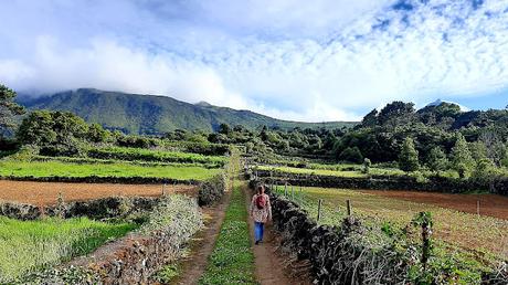 AZORES: LOS VIÑEDOS DE LA ISLA DE PICO AZORES: LOS VIÑEDOS DE LA ISLA DE PICO