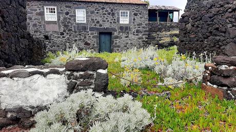 AZORES: LOS VIÑEDOS DE LA ISLA DE PICO AZORES: LOS VIÑEDOS DE LA ISLA DE PICO