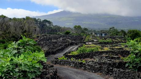 AZORES: LOS VIÑEDOS DE LA ISLA DE PICO AZORES: LOS VIÑEDOS DE LA ISLA DE PICO