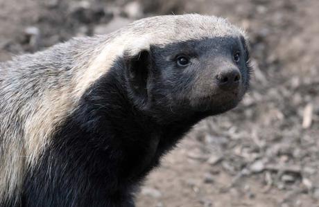 Tejón de la Miel o Ratel (Honey Badger): El Animal más Audaz de la Naturaleza