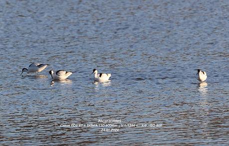 Cuatro avocetas