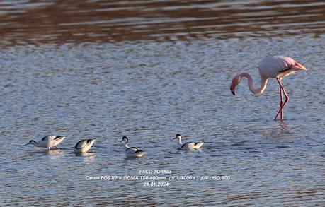 Cuatro avocetas