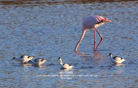 Cuatro avocetas