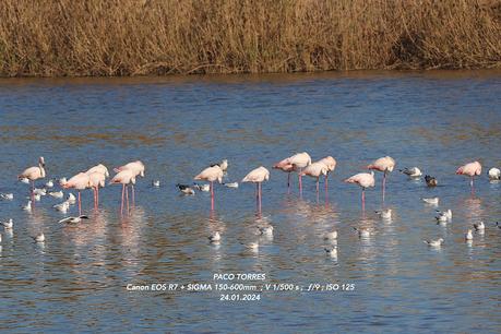 Flamencos con anillas