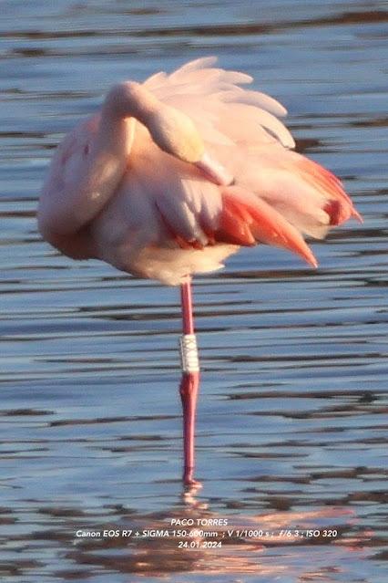 Flamencos con anillas