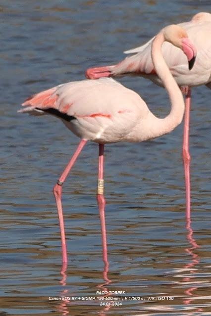 Flamencos con anillas