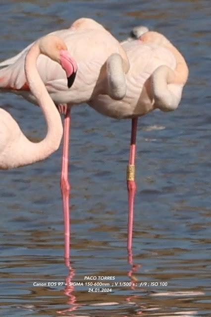 Flamencos con anillas