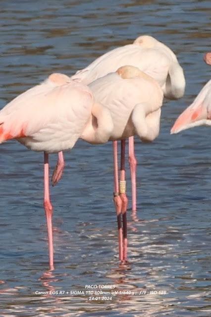 Flamencos con anillas