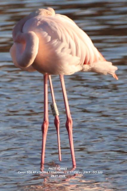 Flamencos con anillas