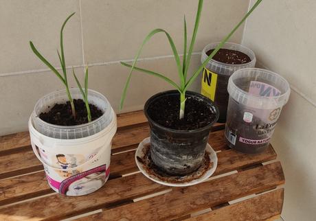 EL QUE SE PICA AJOS COME