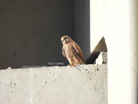 La Falco tinnunculus