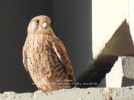 La Falco tinnunculus