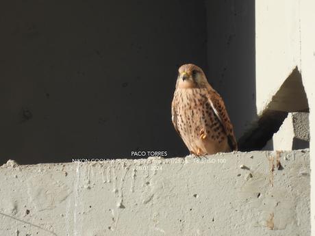 La Falco tinnunculus