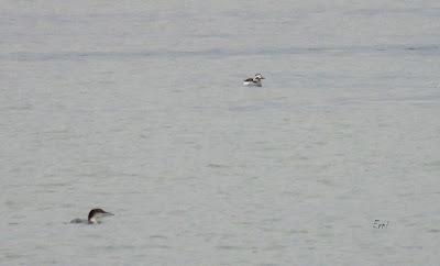 DEL PIGARGO AL HAVELDA PASANDO POR EL COLIMBO ÁRTICO