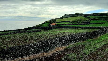 AZORES: EL MONTE BRASIL EN ISLA TERCEIRA AZORES: EL MONTE BRASIL EN ISLA TERCEIRA