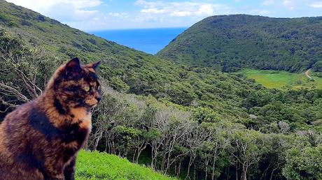 AZORES: EL MONTE BRASIL EN ISLA TERCEIRA AZORES: EL MONTE BRASIL EN ISLA TERCEIRA