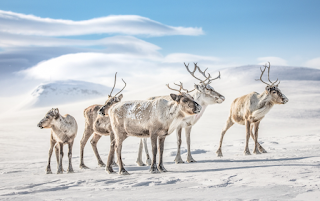 La visión única de los renos les ayuda a encontrar su comida favorita.