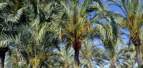 Viajar a Benidorm en primavera – Cosas que ver en Benidorm en primavera Viajar a Benidorm en primavera – Cosas que ver en Benidorm en primavera