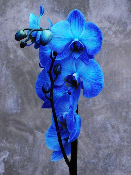 Azul que es blanco. Azul que es blanco.