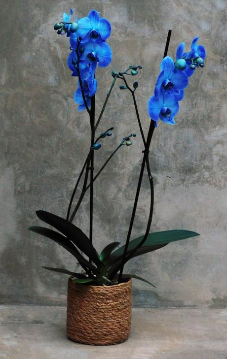 Azul que es blanco. Azul que es blanco.