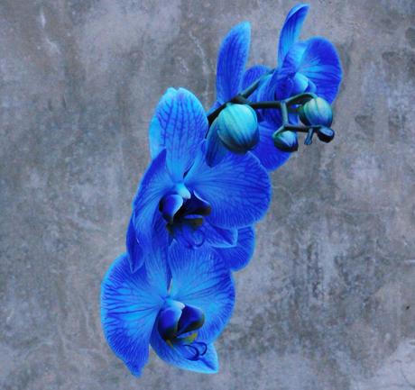 Azul que es blanco. Azul que es blanco.