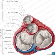 Cultivo de válvulas cardíacas de reemplazo en el propio cuerpo