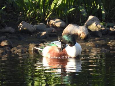 #OcellsdeSantAdrià Enero-2024