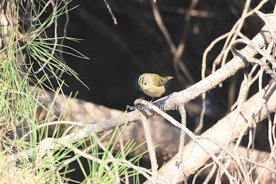 #OcellsdeSantAdrià Enero-2024