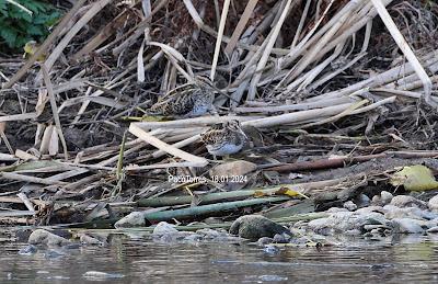 #OcellsdeSantAdrià Enero-2024