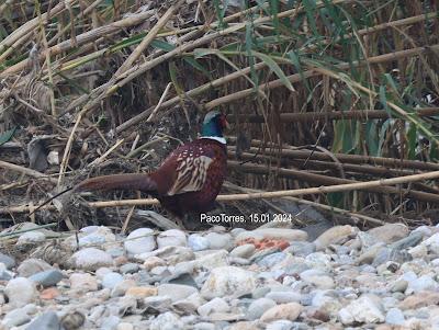 #OcellsdeSantAdrià Enero-2024