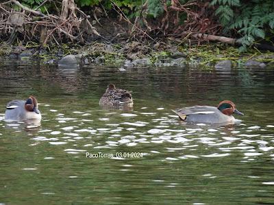 #OcellsdeSantAdrià Enero-2024