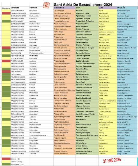#OcellsdeSantAdrià Enero-2024