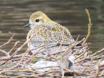 #OcellsdeSantAdrià Enero-2024