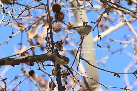 El sexo de lo reyezuelos