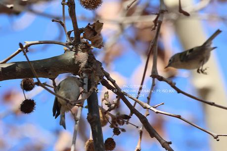 El sexo de lo reyezuelos