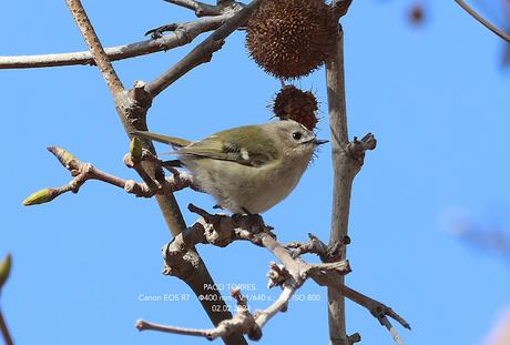 El sexo de lo reyezuelos