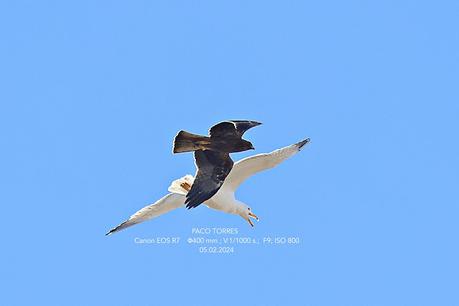 Gaviotas  vs. Águila Calzada