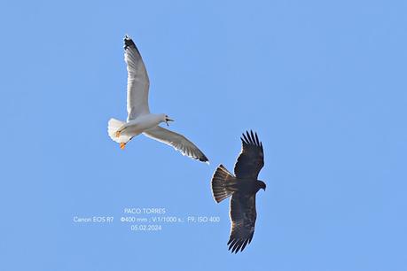 Gaviotas  vs. Águila Calzada