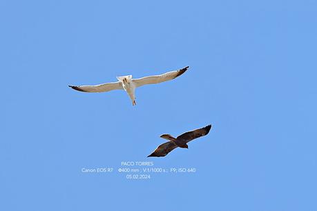 Gaviotas  vs. Águila Calzada