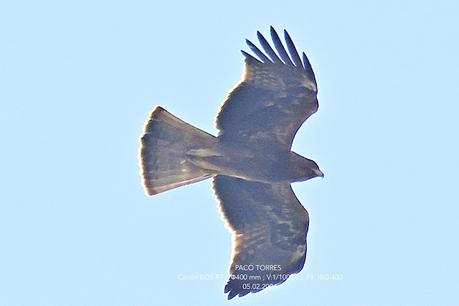 Águila calzada en Sant Adrià de Besòs