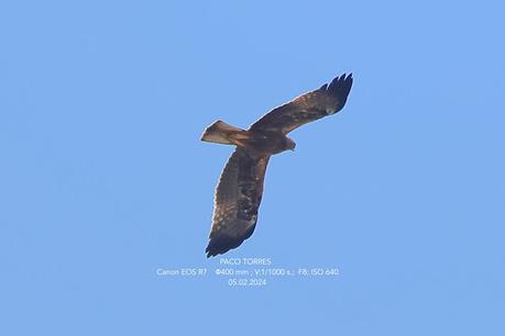 Águila calzada en Sant Adrià de Besòs