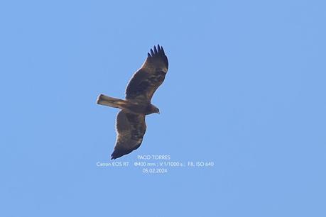 Águila calzada en Sant Adrià de Besòs