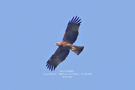 Águila calzada en Sant Adrià de Besòs