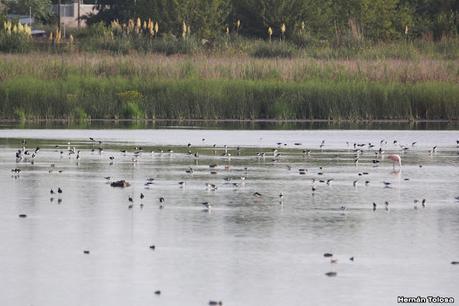 Censo Neotropical de Aves Acuáticas (febrero 2024)