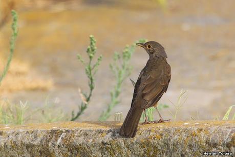 Censo Neotropical de Aves Acuáticas (febrero 2024) Censo Neotropical de Aves Acuáticas (febrero 2024)