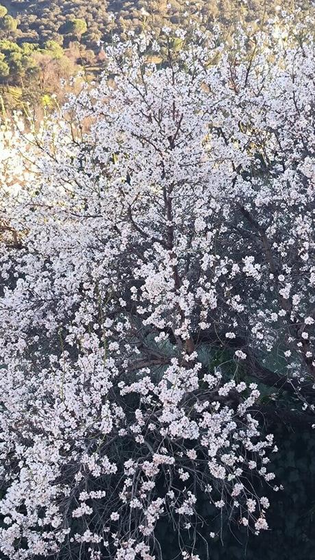 Crema de tomate asado